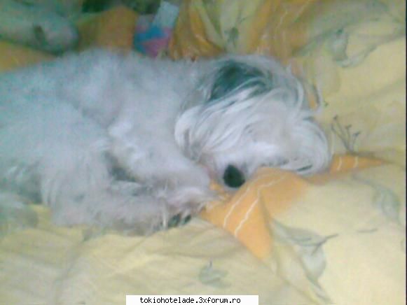 Your Pets!! - nah...PUFOSU' MEU!! NAH..T IUBESTE MAMA!! - .:::Off topik:P:::.