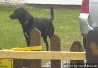 Your Pets!! - ce cute poate safie uitatzi cutu lu billuzta sha - .:::Off topik:P:::.